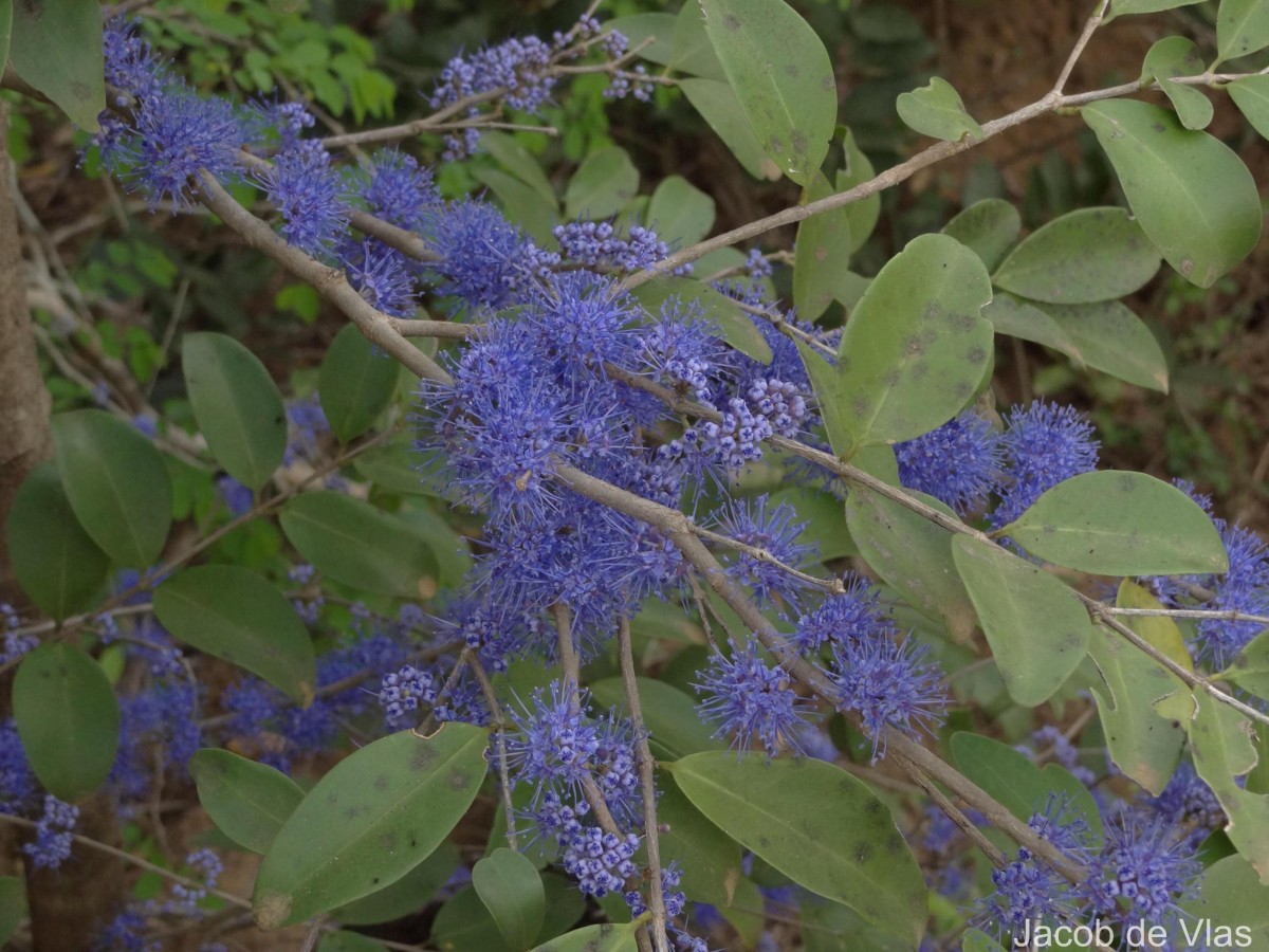 Memecylon umbellatum Burm.f.